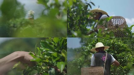 普洱茶视频素材下载,高清实拍普洱茶视频素材模板